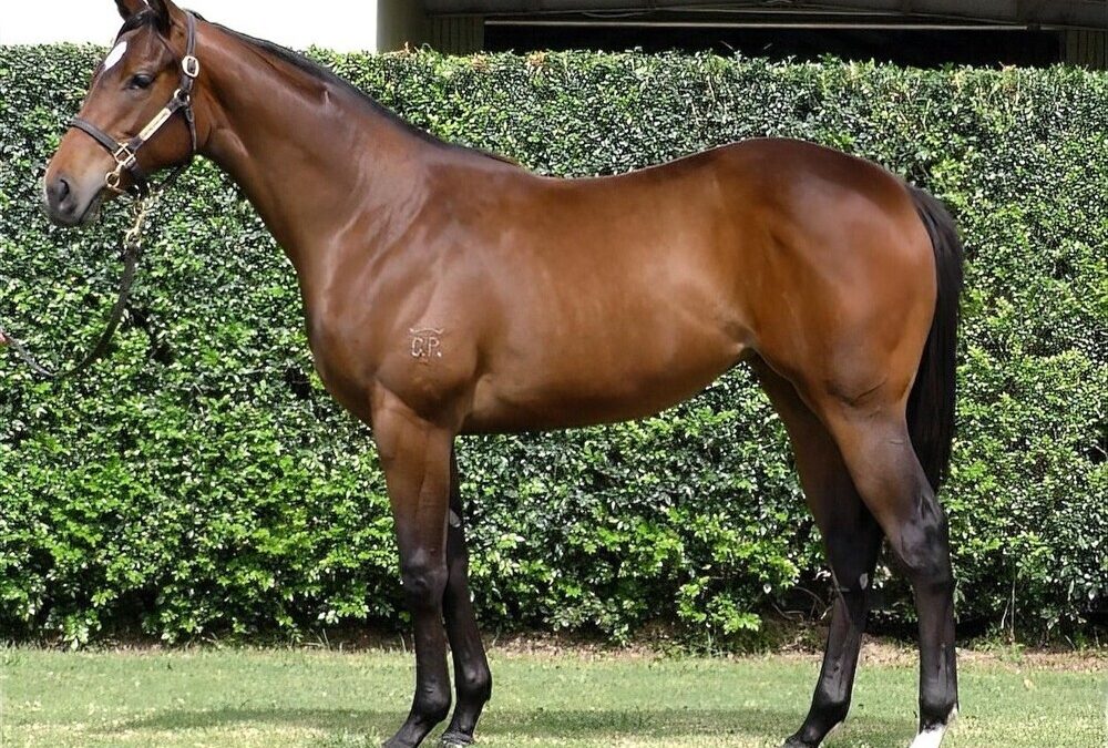 Un-named (Hellbent – Iggimacool)